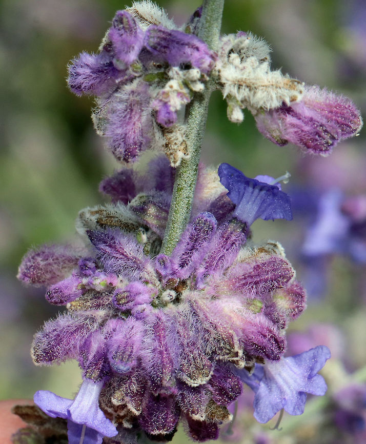 Russian Sage - Perovskia atriplicifolia This plant is called "sage" even though it is not a member of the Salvia genus.  It is an upright plant with square stems and grey-green leaves that yield a distinctive and fantastic odor when crushed. It is best known for its flowers, which are blue-violet and are arranged into showy, branched panicles.<br />
<br />
The species has a long history of use in Asian traditional medicine, which has led to the investigation of its phytochemistry. Its flowers can be eaten in salads or crushed for dyemaking, and the plant has been considered for potential use in the phytoremediation of contaminated soil.<br />
<br />
Habitat: In a rural herb garden. Geotagged,Perovskia atriplicifolia,Summer,United States,russian sage,sage