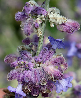 Russian Sage
