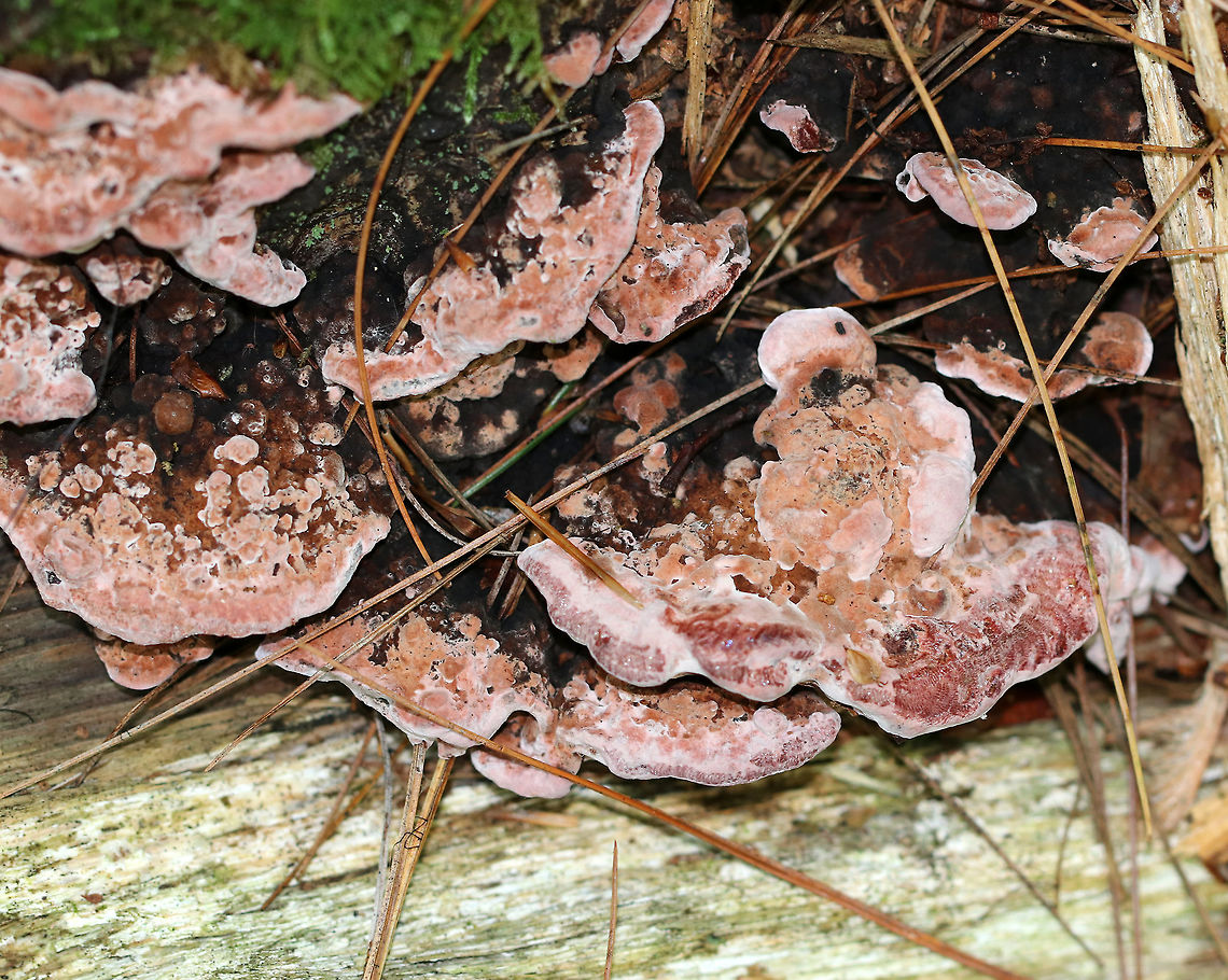 Rosy Conk - Rhodofomes cajanderi Saprobic on a dead, rotting conifer. It had Caps were brown and pink/red and the pore surface was pale pink. If you look closely on the lower right part of the fungus (red area), you&#039;ll see little scrape marks.  These are from snails! Snails have a radula in their mouth.  The radula is covered with small, sharp teeth.  As the snail glides over a surface, it moves its head from side to side and scrapes up algae, etc. with it&#039;s radular teeth, which creates this pattern!<br />
<br />
Habitat: On rotting, coniferous wood in a mixed forest.<br />
<figure class="photo"><a href="https://www.jungledragon.com/image/66281/rosy_conk_-_rhodofomes_cajanderi.html" title="Rosy Conk - Rhodofomes cajanderi"><img src="https://s3.amazonaws.com/media.jungledragon.com/images/3232/66281_thumb.jpg?AWSAccessKeyId=05GMT0V3GWVNE7GGM1R2&Expires=1759968010&Signature=CevYc7g71seWSAJp2E2mEKqNRVU%3D" width="200" height="158" alt="Rosy Conk - Rhodofomes cajanderi Saprobic on a dead, rotting conifer. It had Caps were brown and pink/red and the pore surface was pale pink. If you look closely on the lower right part of the fungus (red area), you&#039;ll see little scrape marks. These are from snails! Snails have a radula in their mouth. The radula is covered with small, sharp teeth. As the snail glides over a surface, it moves its head from side to side and scrapes up algae, etc. with it&#039;s radular teeth, which creates this pattern!<br />
<br />
Habitat: On rotting, coniferous wood in a mixed forest.<br />
https://www.jungledragon.com/image/66280/rosy_conk_-_rhodofomes_cajanderi.html Geotagged,Rhodofomes cajanderi,Rosy Conk,Summer,United States,fungi,fungus,mushroom" /></a></figure> Fomitopsis cajanderi,Geotagged,Rhodofomes,Rhodofomes cajanderi,Rosy Conk,Summer,United States,fungi,fungus,mushroom
