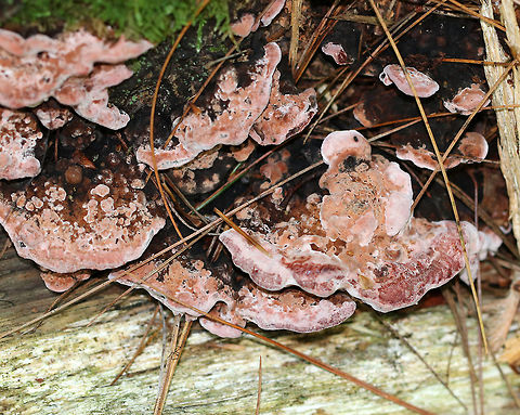 Rosy Conk - Rhodofomes cajanderi Saprobic on a dead, rotting conifer. It had Caps were brown and pink/red and the pore surface was pale pink. If you look closely on the lower right part of the fungus (red area), you'll see little scrape marks.  These are from snails! Snails have a radula in their mouth.  The radula is covered with small, sharp teeth.  As the snail glides over a surface, it moves its head from side to side and scrapes up algae, etc. with it's radular teeth, which creates this pattern!

Habitat: On rotting, coniferous wood in a mixed forest.
https://www.jungledragon.com/image/66281/rosy_conk_-_rhodofomes_cajanderi.html Fomitopsis cajanderi,Geotagged,Rhodofomes,Rhodofomes cajanderi,Rosy Conk,Summer,United States,fungi,fungus,mushroom