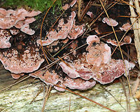 Rosy Conk - Rhodofomes cajanderi Saprobic on a dead, rotting conifer. It had Caps were brown and pink/red and the pore surface was pale pink. If you look closely on the lower right part of the fungus (red area), you'll see little scrape marks. These are from snails! Snails have a radula in their mouth. The radula is covered with small, sharp teeth. As the snail glides over a surface, it moves its head from side to side and scrapes up algae, etc. with it's radular teeth, which creates this pattern!<br />
<br />
Habitat: On rotting, coniferous wood in a mixed forest.<br />
https://www.jungledragon.com/image/66281/rosy_conk_-_rhodofomes_cajanderi.html Fomitopsis cajanderi,Geotagged,Rhodofomes,Rhodofomes cajanderi,Rosy Conk,Summer,United States,fungi,fungus,mushroom