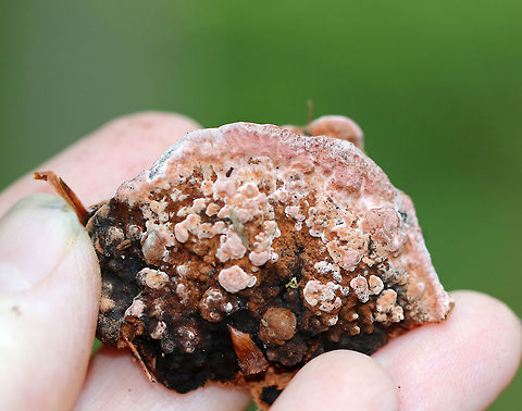 Rosy Conk - Rhodofomes cajanderi Saprobic on a dead, rotting conifer. It had Caps were brown and pink/red and the pore surface was pale pink. If you look closely on the lower right part of the fungus (red area), you'll see little scrape marks. These are from snails! Snails have a radula in their mouth. The radula is covered with small, sharp teeth. As the snail glides over a surface, it moves its head from side to side and scrapes up algae, etc. with it's radular teeth, which creates this pattern!

Habitat: On rotting, coniferous wood in a mixed forest.
https://www.jungledragon.com/image/66280/rosy_conk_-_rhodofomes_cajanderi.html Geotagged,Rhodofomes cajanderi,Rosy Conk,Summer,United States,fungi,fungus,mushroom