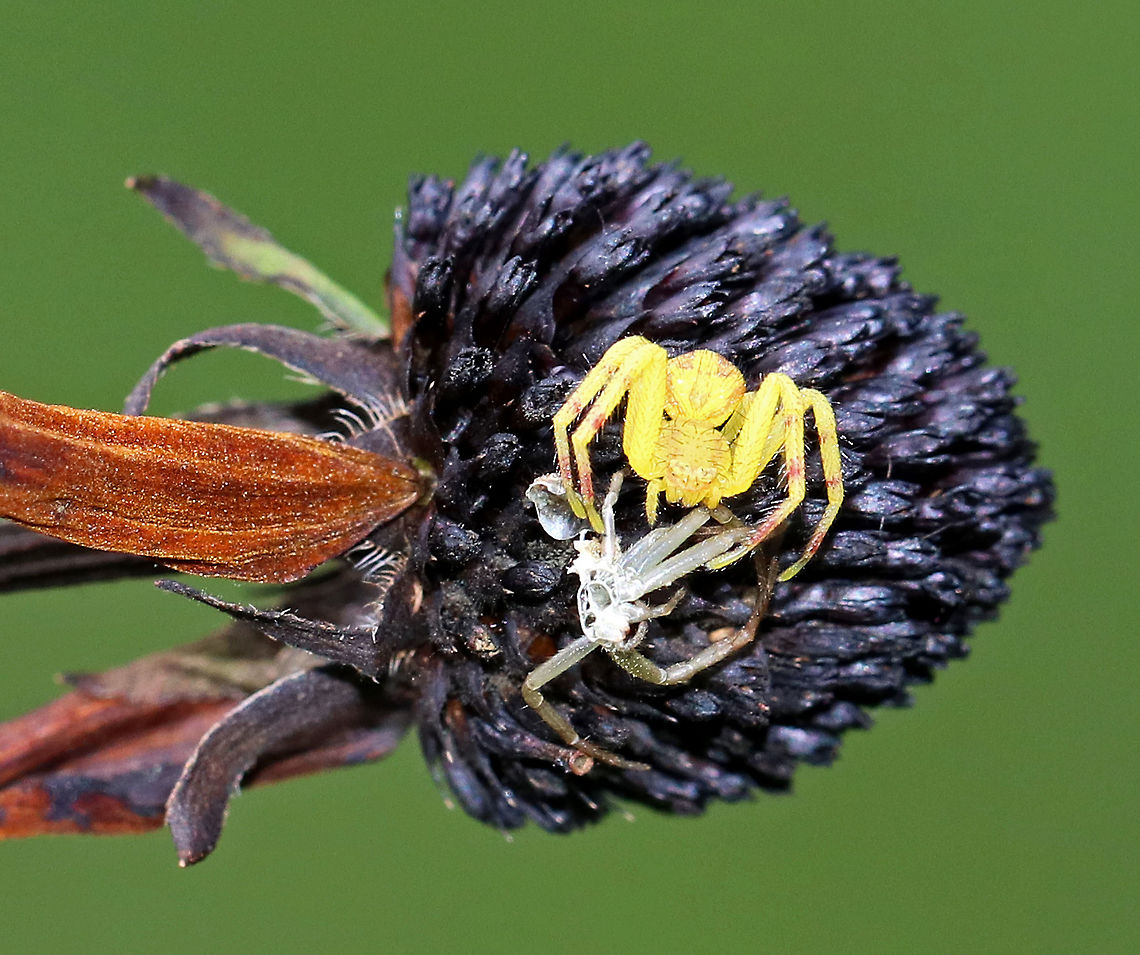 Crab Spider - Mecaphesa sp. I&#039;m not sure of an exact ID, and the image isn&#039;t the best quality for zooming in, but it looks like it appears to have 2 eyes on top and 4 on the bottom - all about the same size. <br />
<br />
Habitat: Spotted on a dead flower head with a cast skin. I&#039;m not sure if it molted recently, or if the skin belonged to a different crab spider. Geotagged,Mecaphesa,Summer,United States,crab spider,spider