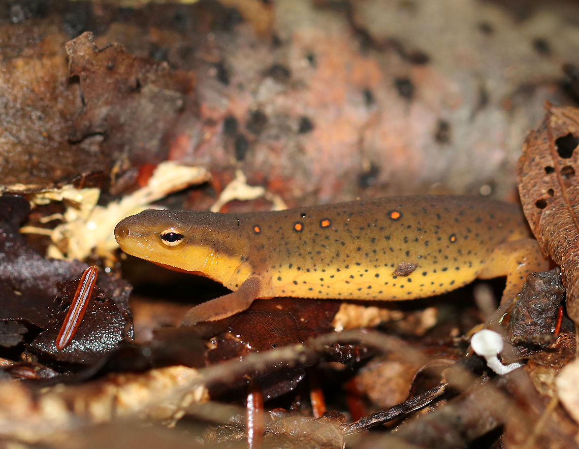 Eastern Newt (Adult) - Notophthalmus viridescens This is an adult eastern newt. Dorsally, they are olive green with small red spots that are outlined in black, while their bellies are yellow with small black speckles. The juveniles (red efts) are easily recognized for their bright orange-red color. Adults are aquatic, but they can survive on land if their aquatic habitat becomes unsuitable or if there&#039;s a drought.  We have had tons of rain lately, so I&#039;m not sure why this salamander was on land on this point. It was definitely well fed, as evidenced by its chubby abdomen.<br />
<br />
Habitat: a very wet, mixed forest.  This salamander did not want me near it and was very skittish, so I only got this shot and then left it alone.<br />
<br />
 Eastern newt,Geotagged,Notophthalmus,Notophthalmus viridescens,Summer,United States,adult Notophthalmus viridescens,salamander