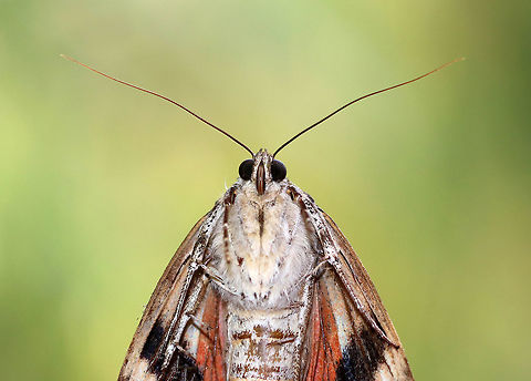 Ilia Underwing - Catocala ilia This moth has a sad story. I found it at a bird blind in a mixed forest. It was alive when I took this picture, but unable to fly and appeared to be dying. I tried getting it to grasp the side of the bird blind to get it up off the ground, but it wasn't able to hold on.  So, I found a quiet, secluded spot to leave it safely.  I wandered off for a minute to snap a picture of a mushroom, and when I came back to check on this moth, it was totally squished and very dead!  One of my kids happened to accidentally step on the moth. What are the odds? I left it in such a safe spot! But, I guess nothing is safe when it comes to rambunctious boys.  

https://www.jungledragon.com/image/66326/ilia_underwing_-_catocala_ilia.html Catocala,Catocala ilia,Geotagged,Summer,United States,moth,underwing