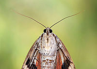 Ilia Underwing - Catocala ilia This moth has a sad story. I found it at a bird blind in a mixed forest. It was alive when I took this picture, but unable to fly and appeared to be dying. I tried getting it to grasp the side of the bird blind to get it up off the ground, but it wasn't able to hold on.  So, I found a quiet, secluded spot to leave it safely.  I wandered off for a minute to snap a picture of a mushroom, and when I came back to check on this moth, it was totally squished and very dead!  One of my kids happened to accidentally step on the moth. What are the odds? I left it in such a safe spot! But, I guess nothing is safe when it comes to rambunctious boys.  <br />
<br />
https://www.jungledragon.com/image/66326/ilia_underwing_-_catocala_ilia.html Catocala,Catocala ilia,Geotagged,Summer,United States,moth,underwing