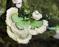 Violet-toothed Polypore - Trichaptum biforme Semi-circular fruiting bodies with whitish, brown, and green zones of color.<br />
<br />
I think this could be Trichaptum biforme - and that it turned green from algae? Any input would be appreciated!<br />
<br />
Habitat: Growing on rotting wood in a mixed forest<br />
https://www.jungledragon.com/image/66307/unknown_fungus_-_trichaptum_biforme.html<br />
Geotagged,Summer,Trichaptum,Trichaptum biforme,United States,fungus,mushroom