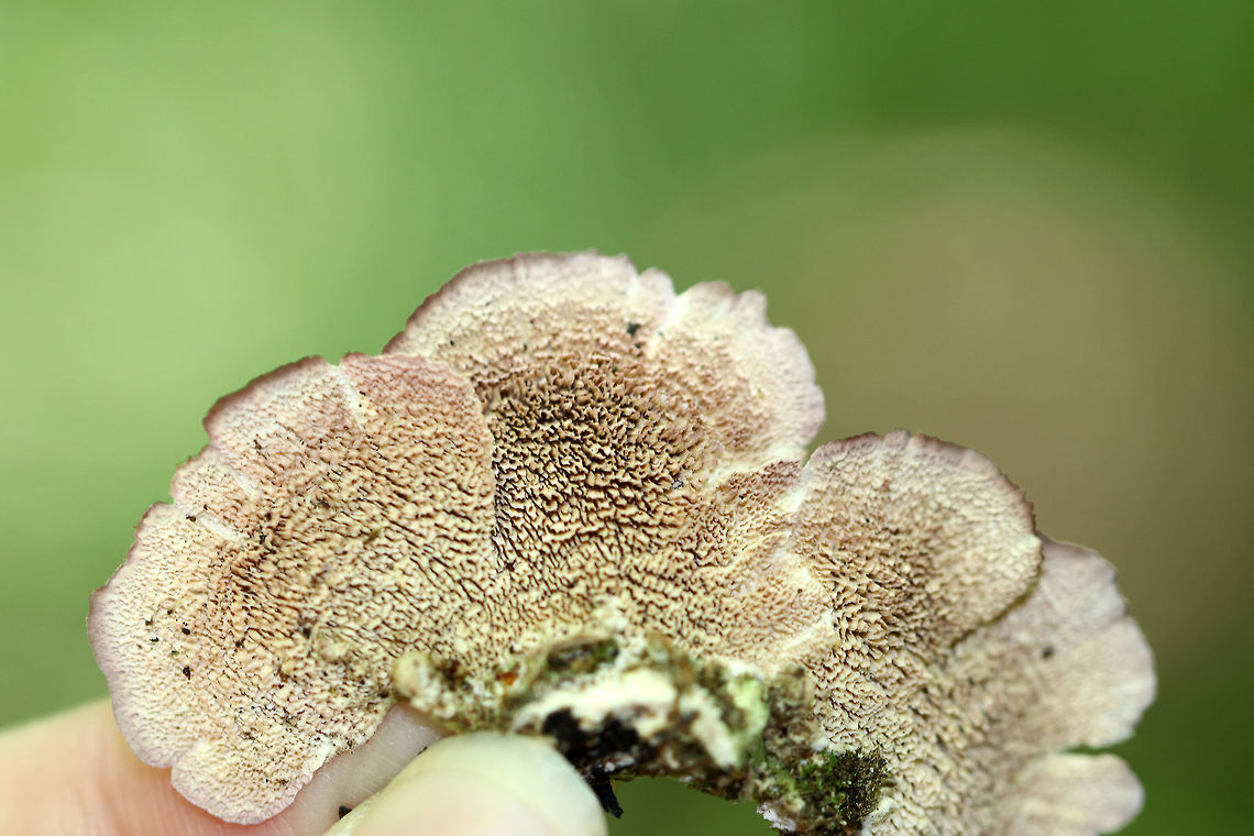 Violet-toothed Polypore - Trichaptum biforme Semi-circular fruiting bodies with whitish, brown, and green zones of color.<br />
<br />
I think this could be Trichaptum biforme - and that it turned green from algae? Any input would be appreciated!<br />
<br />
Habitat: Growing on rotting wood in a mixed forest<br />
<figure class="photo"><a href="https://www.jungledragon.com/image/66306/violet-toothed_polypore_-_trichaptum_biforme.html" title="Violet-toothed Polypore - Trichaptum biforme"><img src="https://s3.amazonaws.com/media.jungledragon.com/images/3232/66306_thumb.jpg?AWSAccessKeyId=05GMT0V3GWVNE7GGM1R2&Expires=1759968010&Signature=bBKjwuQDC0sXOvOw88wjOnkOJms%3D" width="200" height="160" alt="Violet-toothed Polypore - Trichaptum biforme Semi-circular fruiting bodies with whitish, brown, and green zones of color.<br />
<br />
I think this could be Trichaptum biforme - and that it turned green from algae? Any input would be appreciated!<br />
<br />
Habitat: Growing on rotting wood in a mixed forest<br />
https://www.jungledragon.com/image/66307/unknown_fungus_-_trichaptum_biforme.html<br />
 Geotagged,Summer,Trichaptum,Trichaptum biforme,United States,fungus,mushroom" /></a></figure> Trichaptum biforme,fungus,mushroom