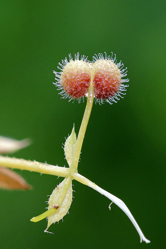 Cleavers - Galium aparine I couldn&#039;t resist taking a picture of these odd fruits. They were reddish, grew in hairs, and were covered in white/clear hairs.<br />
<br />
Habitat: Wooded wetland Cleavers,Galium aparine,Geotagged,Summer,United States