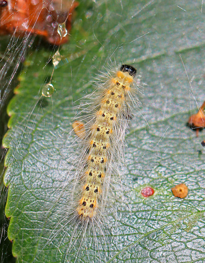Fall Webworm Caterpillar - Hyphantria cunea Caterpillar with a black head, yellow body, and black, dorsal spots. Its body was covered with long, white setae arising from tubercles located along the sides.<br />
<br />
This species occurs throughout North America, although there are distinct physical differences between the northern and southern populations. Furthermore, the number of generations per year depends on latitude. The southern populations are multivoltine and may complete four generations per year, while northern populations are univoltine, completing only one life cycle per year.<br />
<br />
Habitat: On the edge of a disturbed woodland. Fall webworm,Geotagged,Hyphantria cunea,Summer,United States,caterpillar
