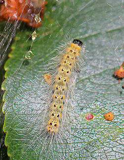 Fall Webworm Caterpillar - Hyphantria cunea Caterpillar with a black head, yellow body, and black, dorsal spots. Its body was covered with long, white setae arising from tubercles located along the sides.

This species occurs throughout North America, although there are distinct physical differences between the northern and southern populations. Furthermore, the number of generations per year depends on latitude. The southern populations are multivoltine and may complete four generations per year, while northern populations are univoltine, completing only one life cycle per year.

Habitat: On the edge of a disturbed woodland. Fall webworm,Geotagged,Hyphantria cunea,Summer,United States,caterpillar