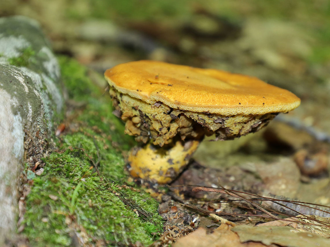 Aureoboletus Mushroom This bolete was infested with bugs and little critters. They were feasting on the pores and flesh, hence all the holes and missing bits. The cap was orange/tan and flat. The pores were very spongy, and stipe was similar in color to the cap and had a swollen base. <br />
<br />
Habitat: Growing on the ground in a mixed forest with lots of oak. Aureoboletus,Geotagged,Summer,United States,fungus,mushroom