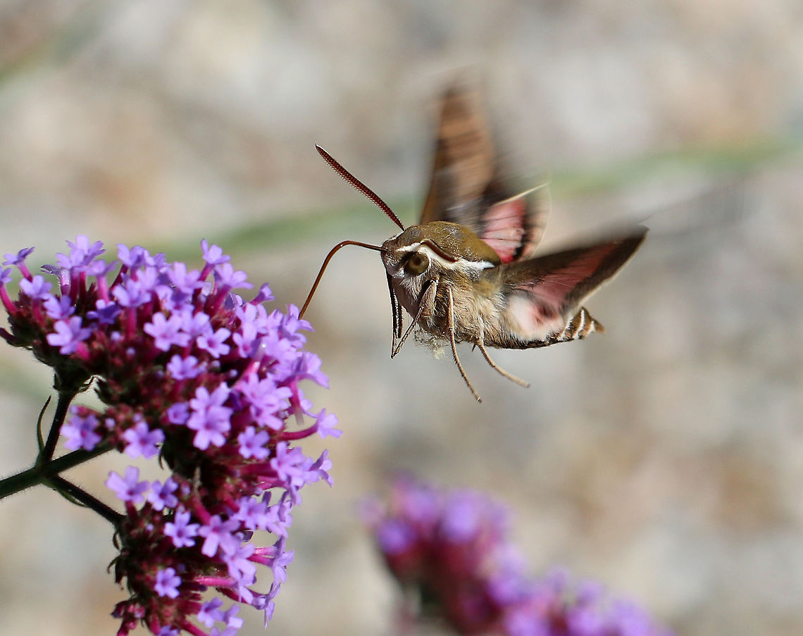 Bedstraw hawk-moth - Hyles gallii Very fast flying moth that resembles a hummingbird. It&#039;s mostly drab olive and tan.<br />
<br />
Habitat: Rural garden Bedstraw hawk-moth,Geotagged,Hyles gallii,Summer,United States,moth