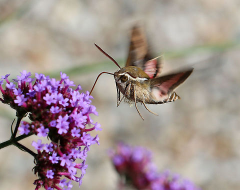 Bedstraw hawk-moth - Hyles gallii Very fast flying moth that resembles a hummingbird. It's mostly drab olive and tan.
Habitat: Rural garden Bedstraw hawk-moth,Geotagged,Hyles gallii,Summer,United States,moth