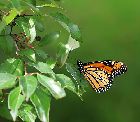 Monarch Butterfly - Danaus plexippus Bright orange wings with black and white markings. The outer edge of the wings has a thick black border. Within the black border are white spots. The upper corner of the top set of wings has orange spots. The body of the monarch is black. 

Monarch metamorphosis from egg to adult takes as little as 25 days, However, it is estimated that fewer than 10% of monarch eggs and caterpillars survive because they are so vulnerable to weather, parasites, and disease. Monarchs are harbingers of environmental change, and it seems that their numbers may be continuing to decline.

Habitat: Rural garden
https://www.jungledragon.com/image/66322/monarch_butterfly_-_danaus_plexippus.html Danaus plexippus,Geotagged,Monarch butterfly,Summer,United States