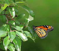 Monarch Butterfly - Danaus plexippus Bright orange wings with black and white markings. The outer edge of the wings has a thick black border. Within the black border are white spots. The upper corner of the top set of wings has orange spots. The body of the monarch is black. <br />
<br />
Monarch metamorphosis from egg to adult takes as little as 25 days, However, it is estimated that fewer than 10% of monarch eggs and caterpillars survive because they are so vulnerable to weather, parasites, and disease. Monarchs are harbingers of environmental change, and it seems that their numbers may be continuing to decline.<br />
<br />
Habitat: Rural garden<br />
https://www.jungledragon.com/image/66322/monarch_butterfly_-_danaus_plexippus.html Danaus plexippus,Geotagged,Monarch butterfly,Summer,United States