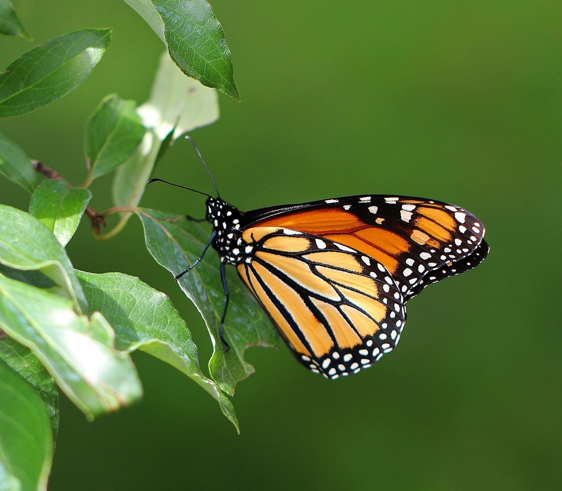 Monarch Butterfly - Danaus plexippus Bright orange wings with black and white markings. The outer edge of the wings has a thick black border. Within the black border are white spots. The upper corner of the top set of wings has orange spots. The body of the monarch is black. <br />
<br />
Monarch metamorphosis from egg to adult takes as little as 25 days, However, it is estimated that fewer than 10% of monarch eggs and caterpillars survive because they are so vulnerable to weather, parasites, and disease. Monarchs are harbingers of environmental change, and it seems that their numbers may be continuing to decline.<br />
<br />
Habitat: Rural garden<br />
<br />
<figure class="photo"><a href="https://www.jungledragon.com/image/66321/monarch_butterfly_-_danaus_plexippus.html" title="Monarch Butterfly - Danaus plexippus"><img src="https://s3.amazonaws.com/media.jungledragon.com/images/3232/66321_thumb.jpg?AWSAccessKeyId=05GMT0V3GWVNE7GGM1R2&Expires=1759968010&Signature=0dDXru1jP3k2udTH9GroI95rXCU%3D" width="200" height="174" alt="Monarch Butterfly - Danaus plexippus Bright orange wings with black and white markings. The outer edge of the wings has a thick black border. Within the black border are white spots. The upper corner of the top set of wings has orange spots. The body of the monarch is black. <br />
<br />
Monarch metamorphosis from egg to adult takes as little as 25 days, However, it is estimated that fewer than 10% of monarch eggs and caterpillars survive because they are so vulnerable to weather, parasites, and disease. Monarchs are harbingers of environmental change, and it seems that their numbers may be continuing to decline.<br />
<br />
Habitat: Rural garden<br />
https://www.jungledragon.com/image/66322/monarch_butterfly_-_danaus_plexippus.html Danaus plexippus,Geotagged,Monarch butterfly,Summer,United States" /></a></figure> Danaus plexippus,Geotagged,Monarch butterfly,Summer,United States,butterfly,monarch
