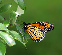 Monarch Butterfly - Danaus plexippus Bright orange wings with black and white markings. The outer edge of the wings has a thick black border. Within the black border are white spots. The upper corner of the top set of wings has orange spots. The body of the monarch is black. <br />
<br />
Monarch metamorphosis from egg to adult takes as little as 25 days, However, it is estimated that fewer than 10% of monarch eggs and caterpillars survive because they are so vulnerable to weather, parasites, and disease. Monarchs are harbingers of environmental change, and it seems that their numbers may be continuing to decline.<br />
<br />
Habitat: Rural garden<br />
<br />
https://www.jungledragon.com/image/66321/monarch_butterfly_-_danaus_plexippus.html Danaus plexippus,Geotagged,Monarch butterfly,Summer,United States,butterfly,monarch