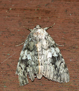 Ilia Underwing - Catocala ilia This moth has a sad story. I found it at a bird blind in a mixed forest. It was alive when I took this picture, but unable to fly and appeared to be dying. I tried getting it to grasp the side of the bird blind to get it up off the ground, but it wasn't able to hold on. So, I found a quiet, secluded spot to leave it safely. I wandered off for a minute to snap a picture of a mushroom, and when I came back to check on this moth, it was totally squished and very dead! One of my kids happened to accidentally step on the moth. What are the odds? I left it in such a safe spot! But, I guess nothing is safe when it comes to rambunctious boys. 

https://www.jungledragon.com/image/66285/underwing_moth_-_catocala_sp.html Catocala,Catocala ilia,Geotagged,Summer,United States,moth