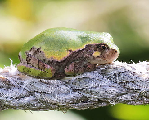 Gray/Cope's Gray Tree Frog - Hyla sp. I love finding these tiny frogs! It's so cool how its legs perfectly fold up and meld into the lines of its body.

Cope's gray tree frog (Hyla chrysoscelis) is a species of tree frog found in the United States. It is almost indistinguishable from the gray tree frog, Hyla versicolor, and shares much of its geographic range. Both species are variable in color, mottled gray to gray-green, resembling the bark of trees. These are tree frogs of woodland habitats, though they will sometimes travel into more open areas to reach a breeding pond. The only readily noticeable difference between the two species is the call — Cope's has a faster-paced and slightly higher-pitched call than H. versicolor. In addition, H. chrysoscelis is reported to be slightly smaller, more arboreal, and more tolerant of dry conditions than H. versicolor. Microscopic inspection of the chromosomes of H. chrysoscelis and H. versicolor reveals differences in chromosome number. 

I think this is Hyla chrysoscelis, but can't be sure. It was tiny (~10 mm long) and green on its dorsal surface.

Habitat: I found this frog resting on a rope fence enclosing a small rural garden at a local nature center. Cope's Gray Tree frog,Cope's gray tree frog,Geotagged,Gray tree frog,Hyla chrysoscelis,Summer,United States,frog,hyla,tree frog