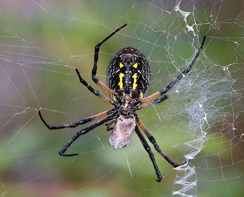 Zipper Spider - Argiope aurantia Total length (with legs): 40-45 mm.  

I watched this beautiful, black and yellow spider wrap up a snack in her web this morning.  The web had a stabilimentum (reinforced area), which looks like a vertical zigzag band near the middle of the web.

Habitat: Suspended between plants on the edge of a pond in a mixed forest.
https://www.jungledragon.com/image/66397/zipper_spider_-_argiope_aurantia.html
https://vimeo.com/290062495 Argiope aurantia,Geotagged,Summer,United States,Yellow Garden Spider,zipper spider