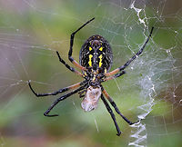 Zipper Spider - Argiope aurantia Total length (with legs): 40-45 mm.  <br />
<br />
I watched this beautiful, black and yellow spider wrap up a snack in her web this morning.  The web had a stabilimentum (reinforced area), which looks like a vertical zigzag band near the middle of the web.<br />
<br />
Habitat: Suspended between plants on the edge of a pond in a mixed forest.<br />
https://www.jungledragon.com/image/66397/zipper_spider_-_argiope_aurantia.html<br />
https://vimeo.com/290062495 Argiope aurantia,Geotagged,Summer,United States,Yellow Garden Spider,zipper spider