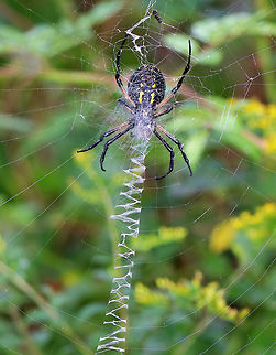 Zipper Spider - Argiope aurantia Total length (with legs): 40-45 mm.  

I watched this beautiful, black and yellow spider wrap up a snack in her web this morning.  The web had a stabilimentum (reinforced area), which looks like a vertical zigzag band near the middle of the web.

Habitat: Suspended between plants on the edge of a pond in a mixed forest.
https://www.jungledragon.com/image/66396/zipper_spider_-_argiope_aurantia.html

https://vimeo.com/290062495 Argiope aurantia,Geotagged,Summer,United States,Yellow Garden Spider,spider,stabilimentum,zipper spider