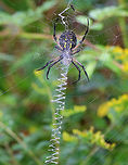 Zipper Spider - Argiope aurantia Total length (with legs): 40-45 mm. <br />
<br />
I watched this beautiful, black and yellow spider wrap up a snack in her web this morning. The web had a stabilimentum (reinforced area), which looks like a vertical zigzag band near the middle of the web.<br />
<br />
Habitat: Suspended between plants on the edge of a pond in a mixed forest.<br />
https://www.jungledragon.com/image/66396/zipper_spider_-_argiope_aurantia.html<br />
<br />
https://vimeo.com/290062495 Argiope aurantia,Geotagged,Summer,United States,Yellow Garden Spider,spider,stabilimentum,zipper spider
