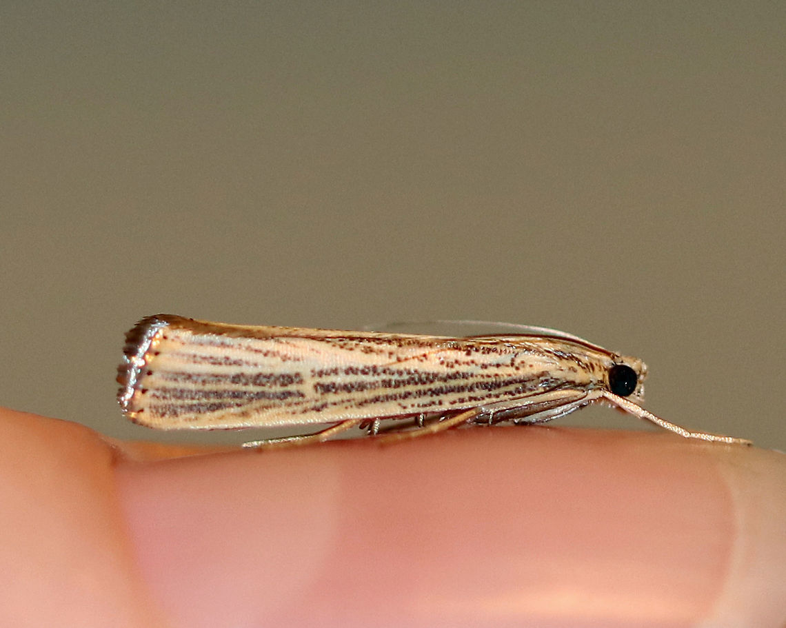 Vagabond Crambus - Agriphila vulgivagellus Total length: 18 mm. Tan forewings with a streaky pattern. The terminal line is accented with black and gold dots.<br />
<br />
Habitat: Attracted to a light at night in a rural area. Agriphila vulgivagellus,Geotagged,Summer,United States,crambid,crambidae,grass-veneer,moth,vagabond crambus