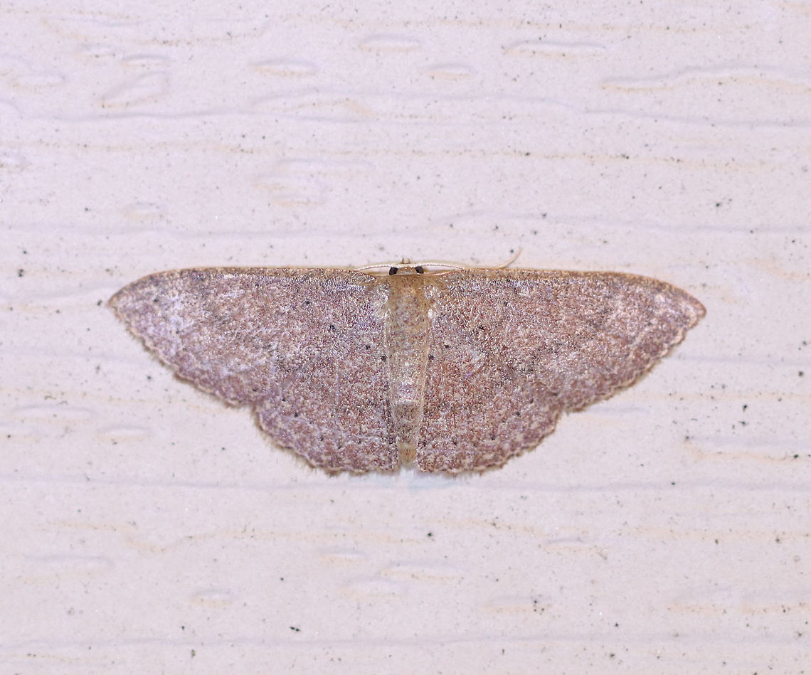 Common Tan Wave - Pleuroprucha insulsaria Width: 15 mm. Pale tan wings with faint, scalloped lines as markings. The diffuse median line is the most noticeable marking. Subterminal line is lined with tiny, black dots.<br />
<br />
Attracted to a moth light on a rainy night in a rural area. Common tan wave moth,Geotagged,Pleuroprucha insulsaria,Summer,United States,moth