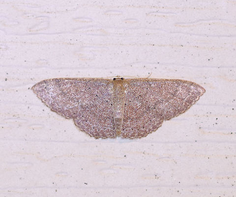 Common Tan Wave - Pleuroprucha insulsaria Width: 15 mm. Pale tan wings with faint, scalloped lines as markings. The diffuse median line is the most noticeable marking. Subterminal line is lined with tiny, black dots.

Attracted to a moth light on a rainy night in a rural area. Common tan wave moth,Geotagged,Pleuroprucha insulsaria,Summer,United States,moth