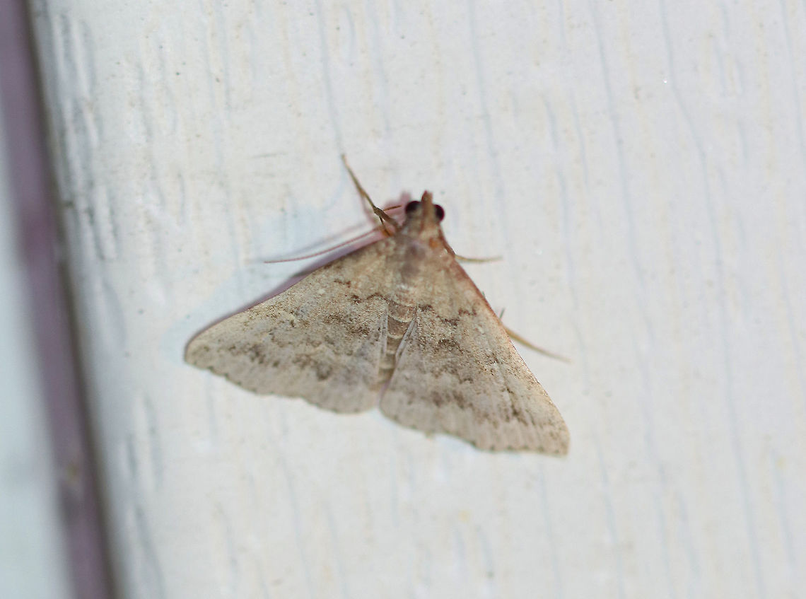 Morbid Owlet - Chytolita morbidalis Total length: ~15 mm.  Pale forewings with wavy AM line and bulging PM line. Scalloped subterminal line is accented by a row of dusky wedges. Long labial palps.<br />
<br />
Habitat: Attracted to a light at night in a rural area. Chytolita morbidalis,Geotagged,Summer,United States,litter moth,morbid owlet,moth,owlet