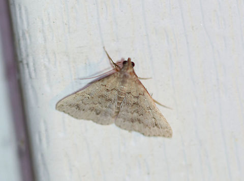 Morbid Owlet - Chytolita morbidalis Total length: ~15 mm. Pale forewings with wavy AM line and bulging PM line. Scalloped subterminal line is accented by a row of dusky wedges. Long labial palps.
Habitat: Attracted to a light at night in a rural area. Chytolita morbidalis,Geotagged,Summer,United States,litter moth,morbid owlet,moth,owlet