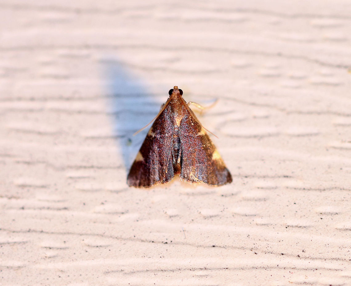 Yellow-fringed Dolichomia - Hypsopygia olinalis Total length: ~10 mm. Purplish wings with purple outer margin. The AM and PM lines are narrow and widen near the costa, forming yellow triangles. Fringe is yellow and narrow.<br />
<br />
Habitat: Attracted to a light at night in a rural area. Geotagged,Hypsopygia olinalis,Summer,United States,Yellow-fringed Dolichomia,moth,pyralidae