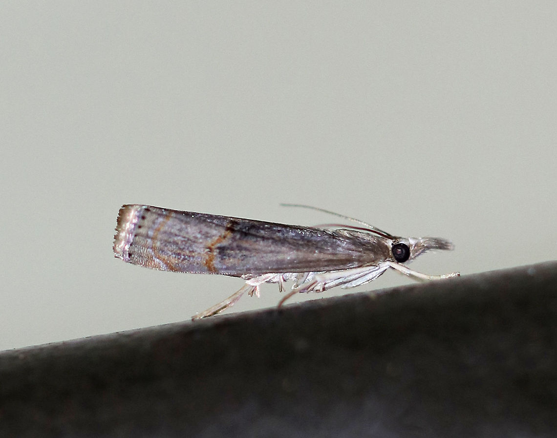 Bluegrass Webworm Moth - Parapediasia teterrellus Total length: 12 mm. Tawny, shiny forewing with a pattern of gray streaks. Subterminal line is angled and orange. There are blackish blotches inside the median line.<br />
<br />
Habitat: Attracted to a light at night in a rural area. Bluegrass Webworm Moth,Geotagged,Parapediasia teterrellus,Summer,United States,moth