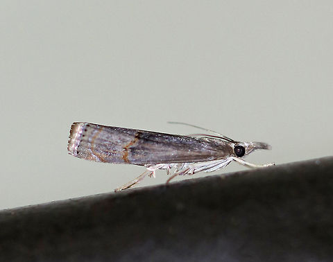Bluegrass Webworm Moth - Parapediasia teterrellus Total length: 12 mm. Tawny, shiny forewing with a pattern of gray streaks. Subterminal line is angled and orange. There are blackish blotches inside the median line.

Habitat: Attracted to a light at night in a rural area. Bluegrass Webworm Moth,Geotagged,Parapediasia teterrellus,Summer,United States,moth