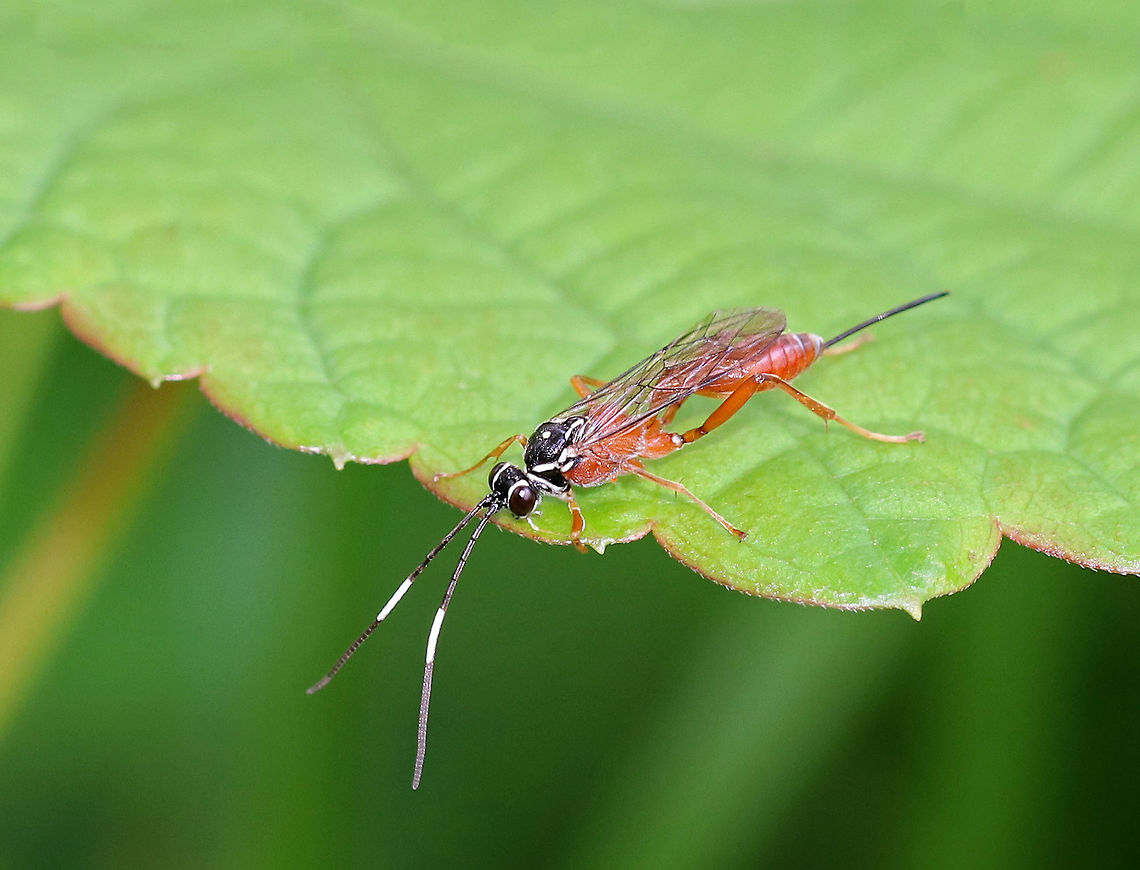 Ichneumon Wasp - Mesostenus thoracicus Habitat: This wasp landed briefly on a plant that was on the edge of a meadow/disturbed deciduous forest.   Geotagged,Mesostenus thoracicus,Summer,United States,ichneumon,ichneumonidae,wasp