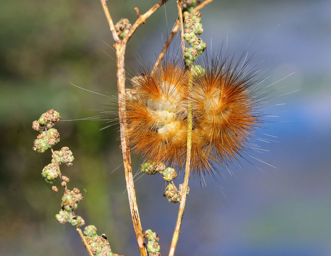 Salt Marsh Moth Caterpillar - Estigmene acrea Very hairy orange caterpillar with long, soft setae projecting from its body. Its body, underneath the hairs, was white. These caterpillars are highly variable in color.<br />
<br />
Larvae feed on a huge variety of weedy plants, including ground cherry, milkweed, dog fennel, and mallow, in addition to crops and trees such as alfalfa, asparagus, bean, beet, cabbage, carrot, celery, clover, corn, cotton, lettuce, onion, pea, potato, soybean, sugarbeet, tobacco, tomato, turnip, alder, apple, cherry, elderberry, pear, and poplar.<br />
<br />
Habitat: Spotted on vegetation growing on the edge of a pond. Estigmene acrea,Geotagged,Salt Marsh Moth,Salt Marsh Moth Caterpillar,Summer,United States,caterpillar