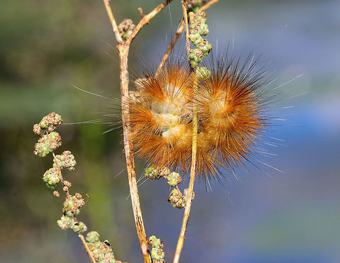 Salt Marsh Moth Caterpillar - Estigmene acrea Very hairy orange caterpillar with long, soft setae projecting from its body. Its body, underneath the hairs, was white. These caterpillars are highly variable in color.

Larvae feed on a huge variety of weedy plants, including ground cherry, milkweed, dog fennel, and mallow, in addition to crops and trees such as alfalfa, asparagus, bean, beet, cabbage, carrot, celery, clover, corn, cotton, lettuce, onion, pea, potato, soybean, sugarbeet, tobacco, tomato, turnip, alder, apple, cherry, elderberry, pear, and poplar.

Habitat: Spotted on vegetation growing on the edge of a pond. Estigmene acrea,Geotagged,Salt Marsh Moth,Salt Marsh Moth Caterpillar,Summer,United States,caterpillar