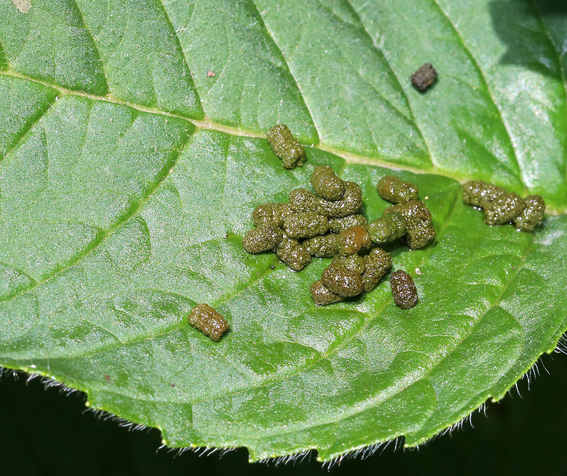 Milkweed Tussock Moth Caterpillar (Euchaetes egle) - Frass I found this fresh, juicy pile of frass (poop) on a plant that had several milkweed tussock moth caterpillars feasting on it. They were decimating it, and when a caterpillar eats a lot, it also poops a lot!<br />
<br />
Habitat: Rural garden with lots of milkweed. *Note, this frass (and the caterpillars) was NOT on milkweed, which I thought was odd because I didn't realize that the caterpillars had any other food hosts, but I guess they do. The milkweed has totally skeletonized already. Euchaetes,Euchaetes egle,Geotagged,Summer,United States,caterpillar frass,caterpillar poop,frass,poop