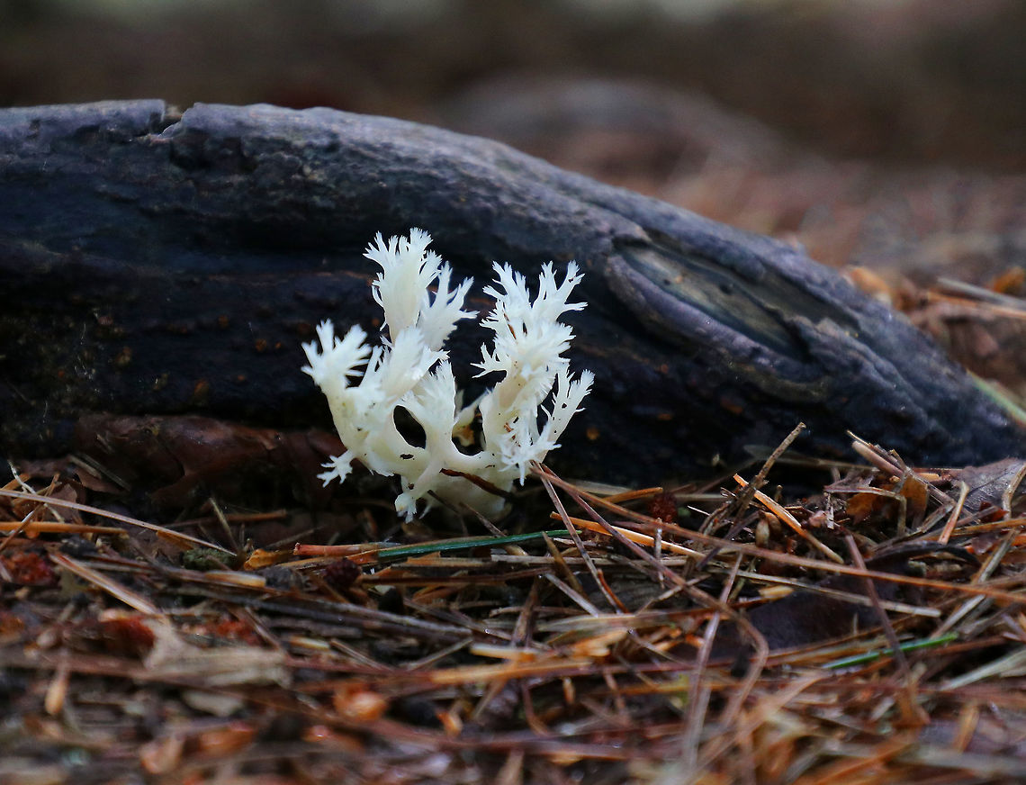 Crested Coral - Clavulina cristata Fruiting bodies were 3-6 cm tall. They were white and smooth with flattened, cristate branches that each had several sharp points.<br />
<br />
Habitat: Growing on the ground in a mostly coniferous, swampy forest. Clavulina cristata,Geotagged,Summer,United States,White coral fungus,coral fungus,crested coral,fungi,fungus,mushroom