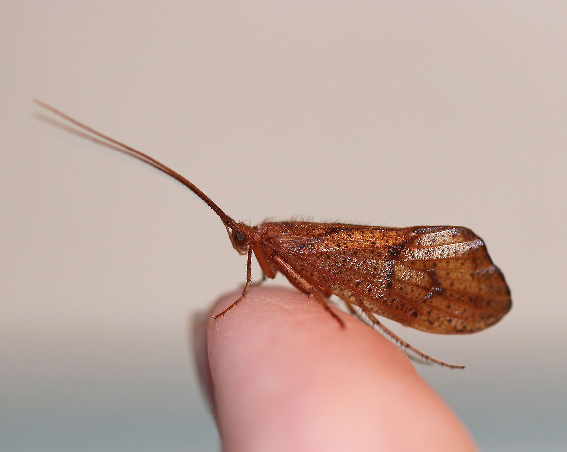 Caddisfly - Order Trichoptera, Pycnopsyche sp. Caddisflies are a very diverse group of insects! The larvae are exclusively aquatic, while the adults resemble moths except that they have hairy wings instead of scaly wings. <br />
<br />
Habitat: Attracted to a light at night in a rural area. I didn't see any moths last night, but this caddisfly kept me company after I rescued it from a spider's web (the spider already had several meals wrapped up in its web). It stayed on my finger for several minutes before flying off. Geotagged,Pycnopsyche,Summer,Trichoptera,United States,caddisfly