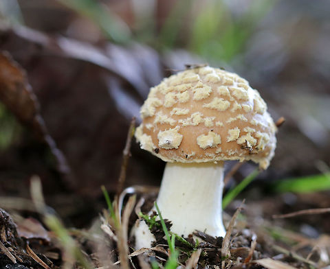 Mushroom - Amanita crenulata Tan cap with a slight pinkish tint. It was slightly sticky and was covered in pale tan patches. The gills were crowded and white. The stipe was white and had an enlarged base.

Habitat: Growing on the side of a dirt road in a grassy/mossy spot under an oak tree.
https://www.jungledragon.com/image/66545/mushroom_-_amanita_sp.html Amanita crenulata,Geotagged,Poison Champagne Amanita,Summer,United States,amanita,fungus,mushroom