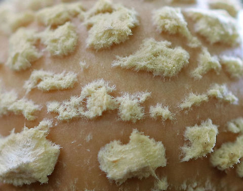 Poison Champagne Amanita