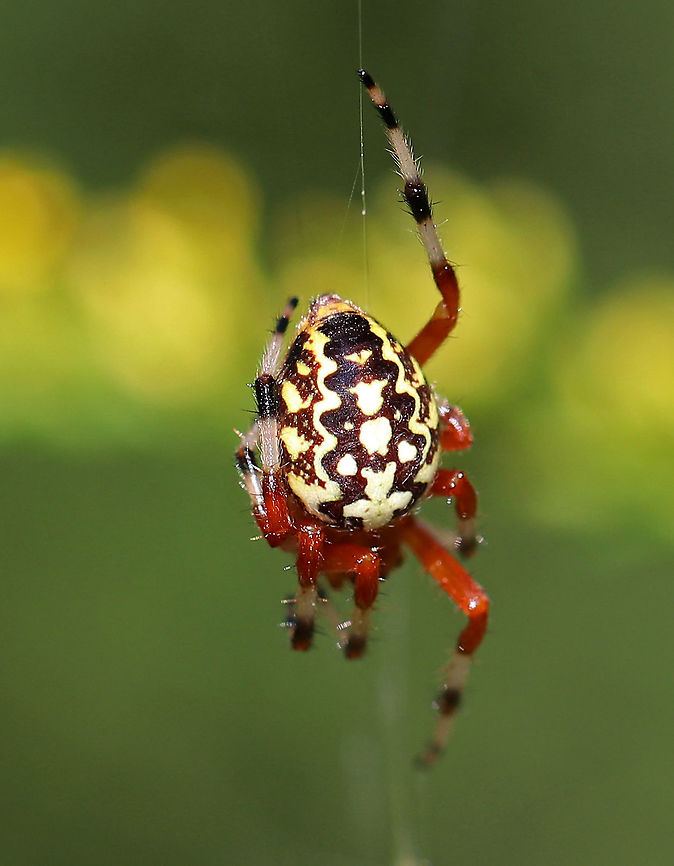 Marbled Orb-weaver - Araneus marmoreus A highly very variable spider.  Its abdomen had a pale yellow and dark brown pattern. The cephalothorax was reddish, as was its femurs. The lower parts of its legs had white and black/brown stripes.<br />
<br />
Habitat: I spotted this beauty in a rural garden. Araneus marmoreus,Geotagged,Marbled orb-weaver,Summer,United States,orbweaver,spider