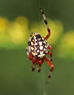Marbled Orb-weaver - Araneus marmoreus A highly very variable spider.  Its abdomen had a pale yellow and dark brown pattern. The cephalothorax was reddish, as was its femurs. The lower parts of its legs had white and black/brown stripes.

Habitat: I spotted this beauty in a rural garden. Araneus marmoreus,Geotagged,Marbled orb-weaver,Summer,United States,orbweaver,spider