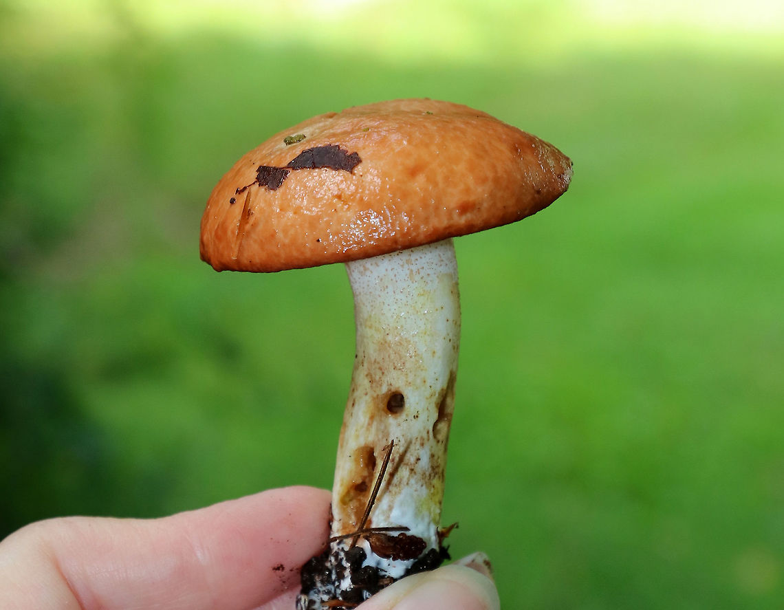 Weeping Bolete - Suillus granulatus Orange-tan, sticky cap. Tight, pink pores with droplets of cloudy liquid . White stem with yellow streaks and glandular dots. Approximately 8 cm tall.<br />
<br />
Habitat: Growing on the ground in a coniferous swamp with mostly pine and hemlock.<br />
<br />
Suillus granulatus can extract trace elements, such as titanium, calcium, potassium, magnesium and lead from wood ash. This process is called bioleaching and is a process where living organisms are used to extract metals from ores. It&#039;s a cleaner alternative to conventional smelting processes. Geotagged,Suillus,Suillus granulatus,Summer,United States,Weeping bolete,fungus,mushroom