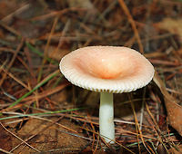 Mushroom - Russula sp. Pale pink cap with a tan/orange center and a striate margin. Gills and stipe were white. <br />
<br />
Habitat: Growing on the ground in a coniferous swampy forest with mostly pine and hemlock.<br />
https://www.jungledragon.com/image/66549/mushroom_-_russula_sp.html Geotagged,Summer,United States,fungus,mushroom,pink,russula