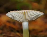 Mushroom - Russula sp. Pale pink cap with a tan/orange center and a striate margin. Gills and stipe were white. <br />
<br />
Habitat: Growing on the ground in a coniferous swampy forest with mostly pine and hemlock.<br />
https://www.jungledragon.com/image/66548/mushroom_-_russula_sp.html Geotagged,Summer,United States,fungus,mushroom,pink,russula