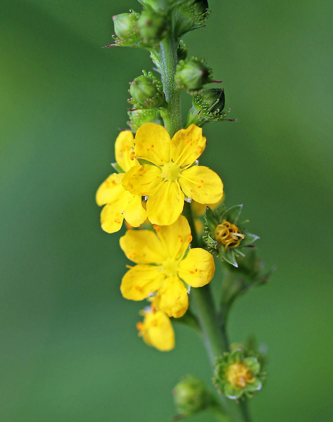 Common Agrimony - Agrimonia gryposepala Common agrimony has hooked barbs on the fruits that make classic burs, sticking to clothing.<br />
<br />
Habitat: Growing on the edge of a deciduous forest.<br />
<figure class="photo"><a href="https://www.jungledragon.com/image/66584/common_agrimony_-_agrimonia_gryposepala.html" title="Common Agrimony - Agrimonia gryposepala"><img src="https://s3.amazonaws.com/media.jungledragon.com/images/3232/66584_thumb.jpg?AWSAccessKeyId=05GMT0V3GWVNE7GGM1R2&Expires=1759968010&Signature=ADkTDLSolPfx8TcpErt8Fju7Zgc%3D" width="200" height="170" alt="Common Agrimony - Agrimonia gryposepala <br />
Common agrimony has hooked barbs on the fruits that make classic burs, sticking to clothing.<br />
<br />
Habitat: Growing on the edge of a deciduous forest.<br />
https://www.jungledragon.com/image/66583/common_agrimony_-_agrimonia_gryposepala.html Agrimonia gryposepala,Common Agrimony,Geotagged,Summer,Tall Hairy Agrimony,United States" /></a></figure> Agrimonia gryposepala,Common Agrimony,Geotagged,Summer,Tall Hairy Agrimony,United States,wildflowers,yellow